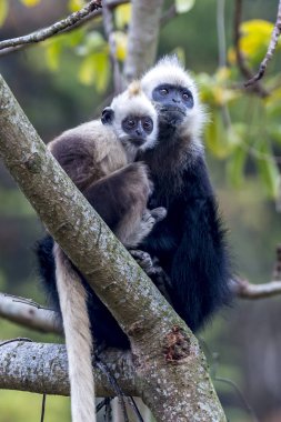 Beyaz başlı Siyah Langur