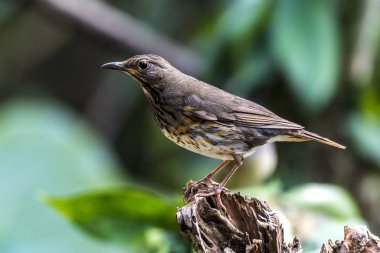Yakalı Hilal-göğüs