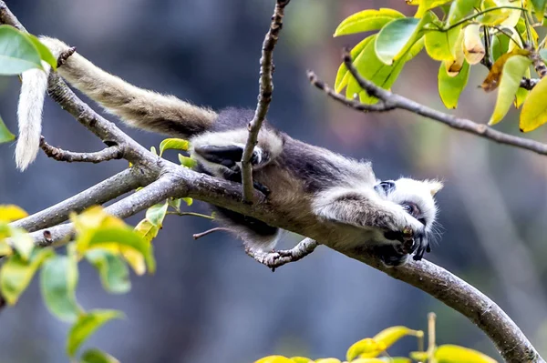 White-headed Black Langur — Stock Photo, Image