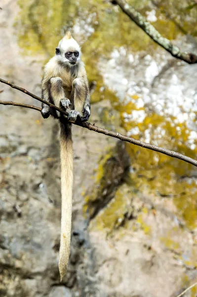 Langur noir à tête blanche — Photo