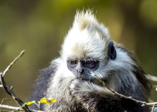 Langur noir à tête blanche — Photo