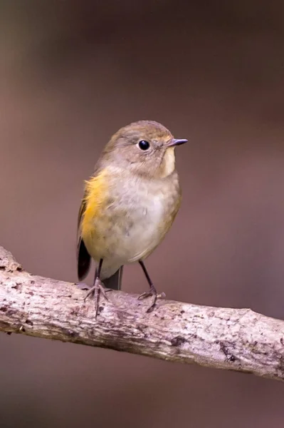 Rödflankerad Bush Robin — Stockfoto