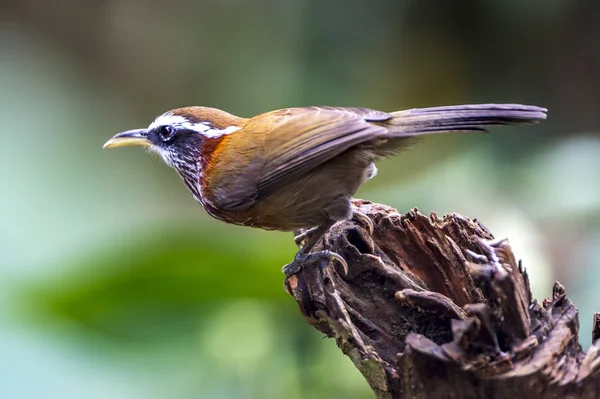 Rakbröstad Scimitar-babbler — Stockfoto