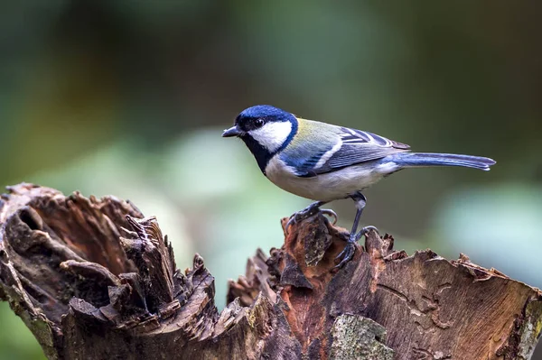 Parus major — Stock fotografie