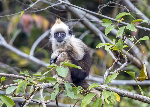 Langur noir à tête blanche — Photo