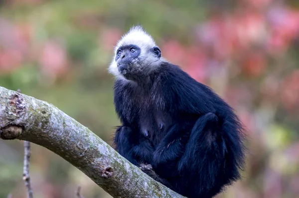 Langur noir à tête blanche — Photo