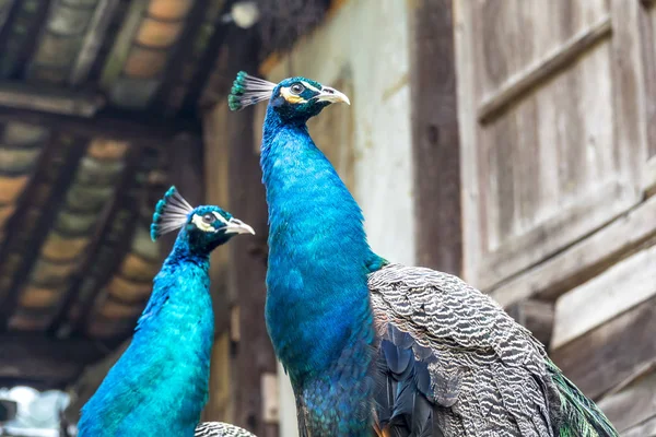 O pavão de Guangxi — Fotografia de Stock