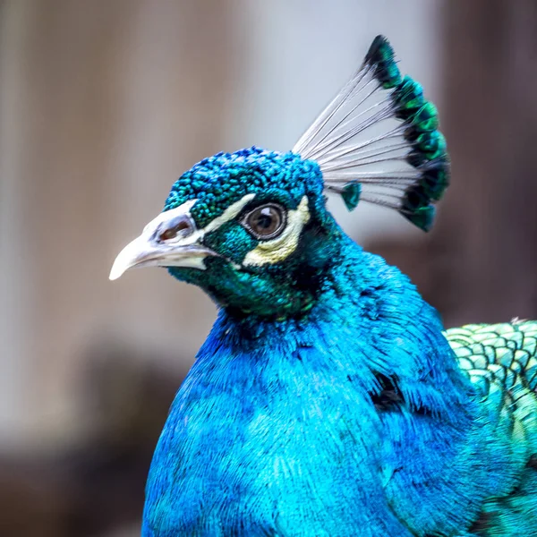 Der Pfau von Guangxi — Stockfoto