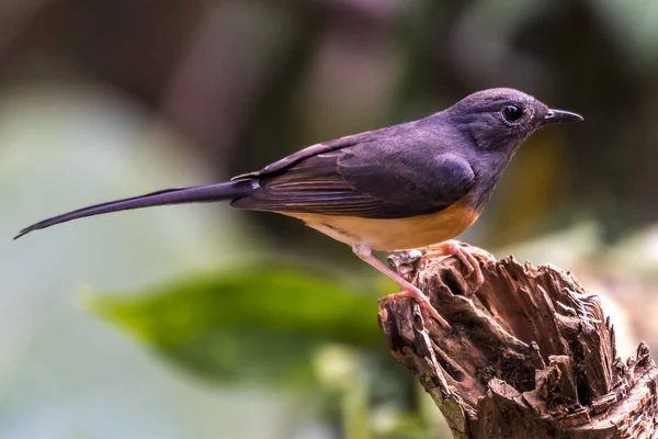 Biało rumped shama — Zdjęcie stockowe