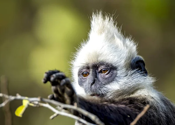 White-headed Black Langur Stock Image