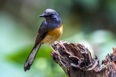 AK sokumlu köstebek