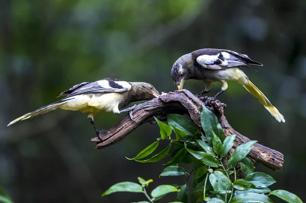 White-winged Magpie — Stock Photo, Image