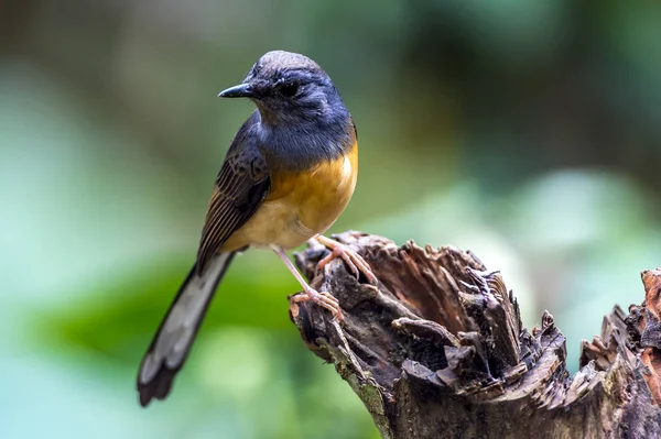 Vit-rumped shama — Stockfoto