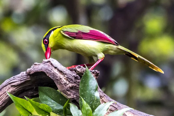 Urraca de pecho amarillo — Foto de Stock