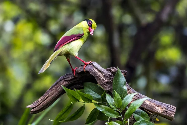 Yellow-breasted Magpie Stock Picture