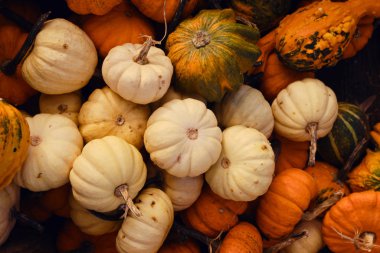Balkabağı arka planı. Balkabağı yakın plan. Doğal taze organik sebze. Sağlıklı beslenme, çiğ gıda diyeti. Sonbahar renkleri, sonbahar tarımı. Üst Manzara. Balkabağı günü, Şükran Günü ve Cadılar Bayramı. Poster