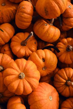 Balkabağı arka planı. Balkabağı yakın plan. Doğal taze organik sebze. Sağlıklı beslenme, çiğ gıda diyeti. Sonbahar renkleri, sonbahar tarımı. Üst Manzara. Balkabağı günü, Şükran Günü ve Cadılar Bayramı. Poster