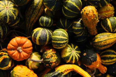 Balkabağı arka planı. Balkabağı yakın plan. Doğal taze organik sebze. Sağlıklı beslenme, çiğ gıda diyeti. Sonbahar renkleri, sonbahar tarımı. Üst Manzara. Balkabağı günü, Şükran Günü ve Cadılar Bayramı. Poster