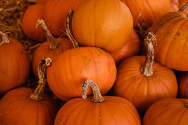 Balkabağı arka planı. Balkabağı yakın plan. Doğal taze organik sebze. Sağlıklı beslenme, çiğ gıda diyeti. Sonbahar renkleri, sonbahar tarımı. Üst Manzara. Balkabağı günü, Şükran Günü ve Cadılar Bayramı. Poster