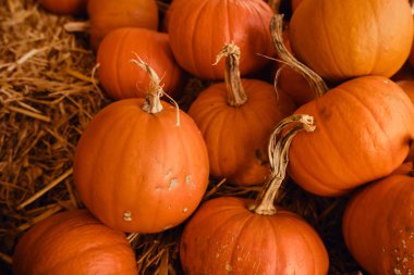 Balkabağı arka planı. Balkabağı yakın plan. Doğal taze organik sebze. Sağlıklı beslenme, çiğ gıda diyeti. Sonbahar renkleri, sonbahar tarımı. Üst Manzara. Balkabağı günü, Şükran Günü ve Cadılar Bayramı. Poster