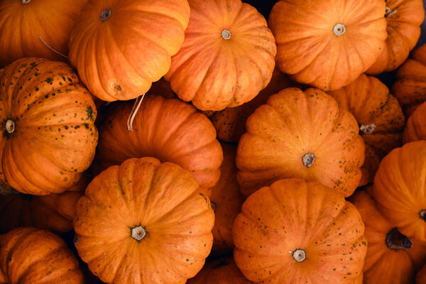 Pumpkins background. Pumpkin closeup. Natural fresh organic vegetable. Healthy eating, raw food diet. Autumn colors, fall season agriculture. Top view. Pumpkin day, Thanksgiving and Halloween. Poster