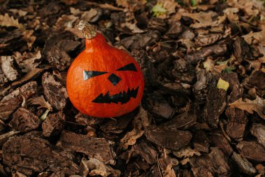 Halloween pumpkin. Scary face pumpkin in outdoor. Happy Halloween party holiday. Celebrate annual in October 31. Autumn season. Fall color, orange and yellow. Trick or treat. Nature green background