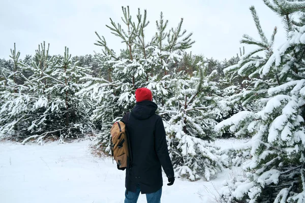 A man with a backpack walks in the winter forest. Snow-covered forest, beautiful Christmas trees. Beautiful winter landscape, cold nature. Stunning scenic view. Outdoor adventure, hiking journey