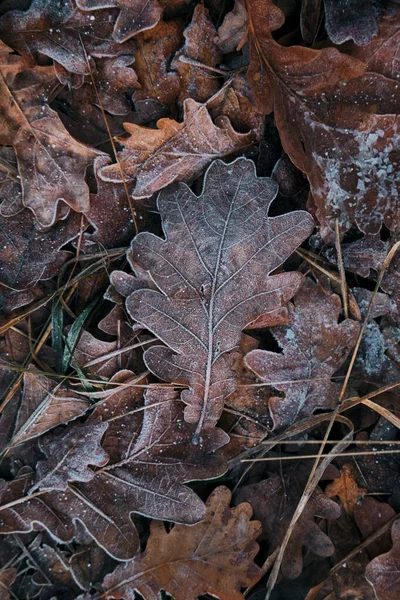 Feuilles Automne Sur Sol Feuillage Sous Vos Pieds Saison Automne — Photo