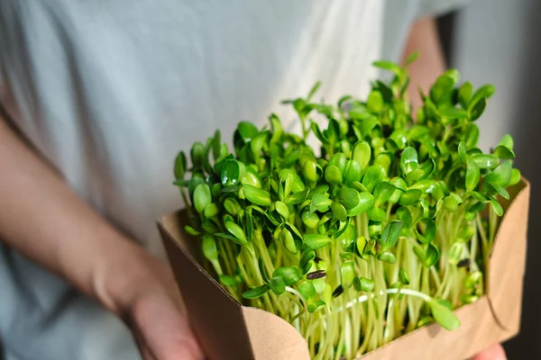 Menina Segura Uma Caixa Papelão Com Microgreen Brotos Crus Alimentação — Fotografia de Stock