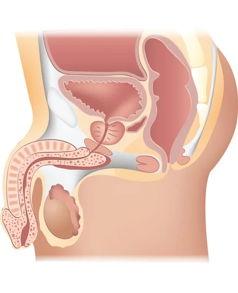 Sección mediana del sistema reproductor masculino — Archivo Imágenes Vectoriales