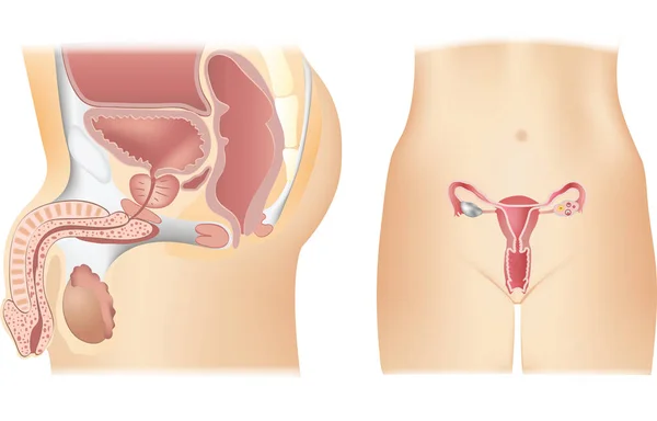 여성 및 남성 생식 기 기관 아이콘의 구조 — 스톡 벡터