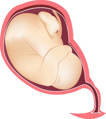 Gebeliğin bilimsel düzeni 