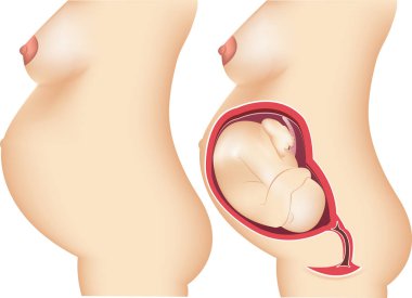 Gebeliğin bilimsel düzeni 