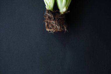 Karanlık bir arka planda marul, sağlıklı beslenme konsepti