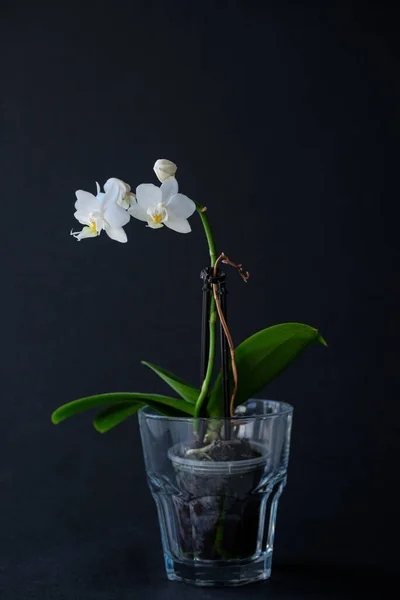 Orchidee Einem Glaskelch Auf Schwarzem Hintergrund lizenzfreie Stockbilder