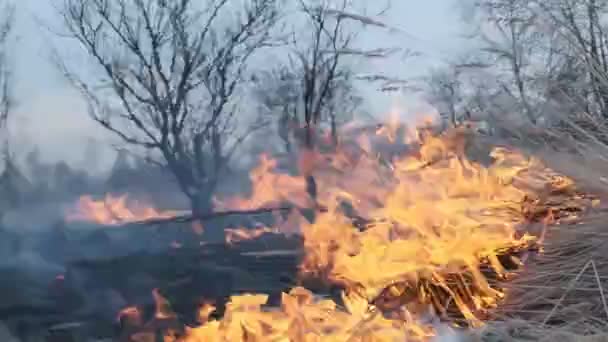 Ogień Polu Leśnym — Wideo stockowe