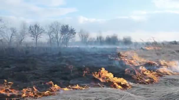 Feuer Waldstück — Stockvideo
