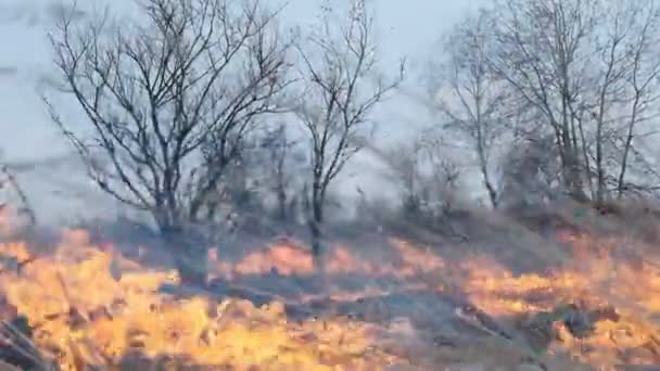 Incendio Nel Campo Forestale — Video Stock