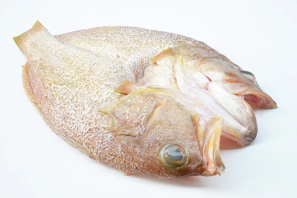 Orfoz balığı temizlenmiş taze beyaz arka plan üzerinde ölçekli — Stok fotoğraf