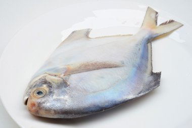 Beyaz beyaz backgrond izole Pomfret