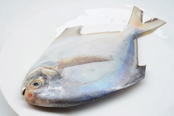 Bianco Pomfret isolato su sfondo bianco — Foto Stock