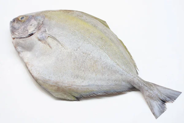 Peixe preto pomfret isolado sobre fundo branco. — Fotografia de Stock