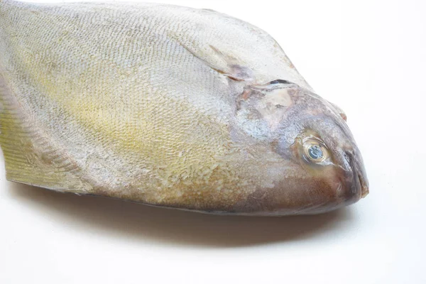 Svart pomfret fisk isolerad på vit bakgrund. — Stockfoto