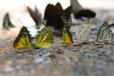 Kelebekler mineral Krachan Kaeng Milli Parkı, Tayland at besleme.