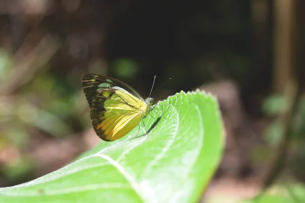 Les papillons se nourrissent de minéraux au parc national Kaeng Krachan, en Thaïlande . — Photo
