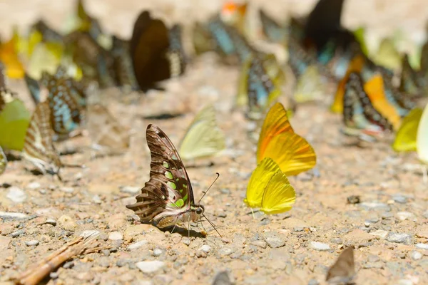 Butterflies are feeding mineral at Kaeng Krachan National Park, Thailand. — Stock Photo, Image