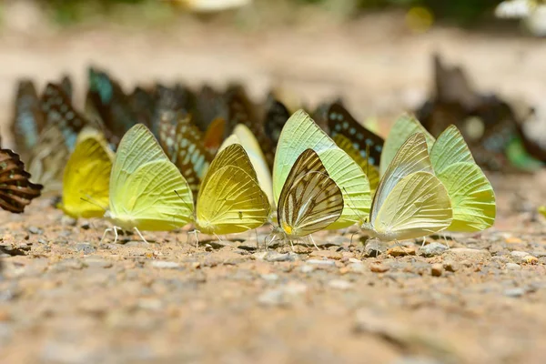 Schmetterlinge ernähren sich im Kaeng Krachan Nationalpark in Thailand von Mineralien. — Stockfoto
