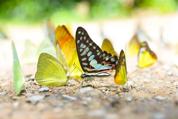 Schmetterlinge ernähren sich im Kaeng Krachan Nationalpark in Thailand von Mineralien. — Stockfoto