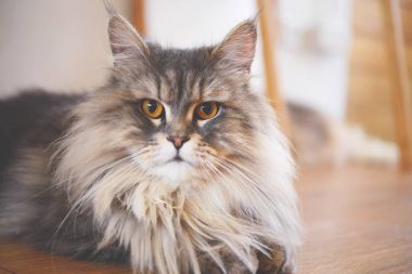 Kapatmak yukarıya-in Farsça Kediler oyun kedi Cafe kahve dükkanında