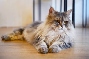 Kapatmak yukarıya-in Farsça Kediler oyun kedi Cafe kahve dükkanında